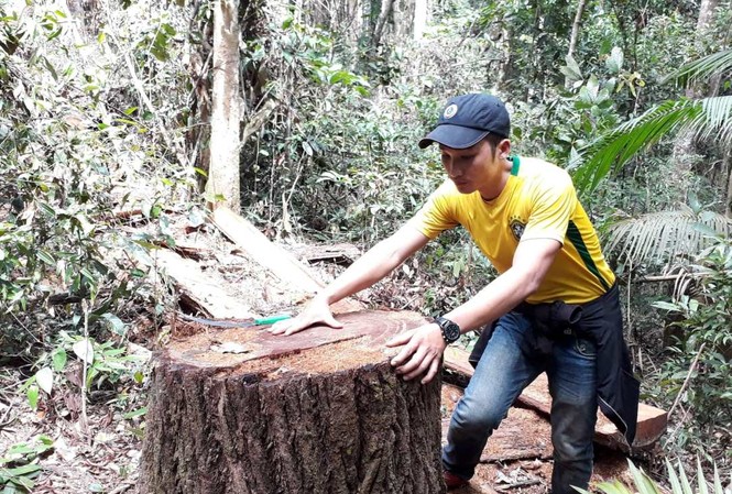 Lâm tặc phá nát rừng bên suối Đắk Rờ Tiên Hiện trường lâm tặc phá rừng trái phép trên địa bàn xã Đắk Ruồng