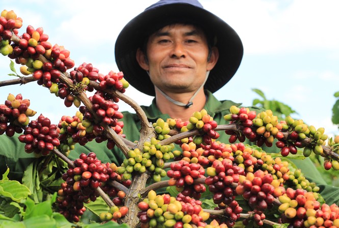 NESCAFÉ Plan hỗ trợ tái canh hơn 36 nghìn ha cà phê già cỗi ở Tây Nguyên Ông Nguyễn Đức Huề