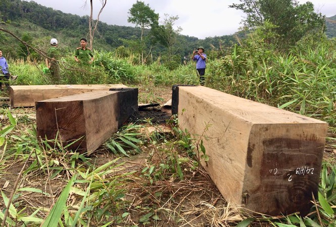 35 cán bộ ở Gia Lai bị kỷ luật vì buông lỏng công tác bảo vệ rừng Gỗ bị khai thác trái phép trên địa bàn huyện Ia Pa