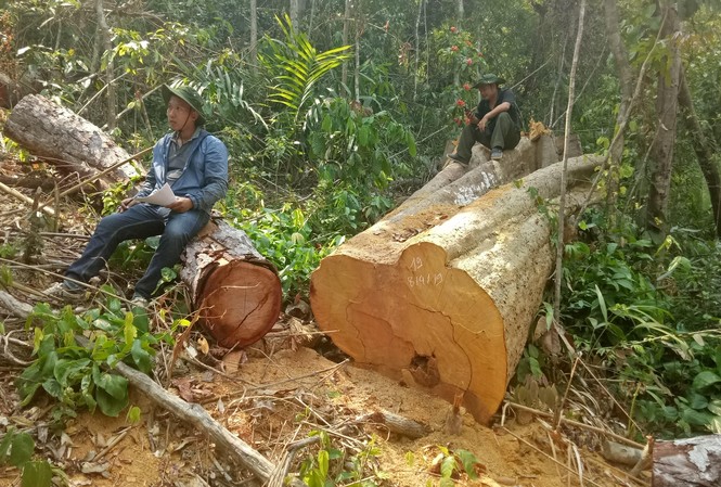Hàng chục cây gỗ lớn bị chặt hạ tại địa phận công ty lâm nghiệp Hiện trường vụ phá rừng