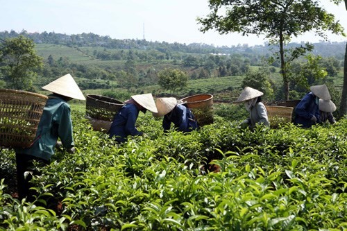 Điều tra về thông tin trà nhiễm dioxin Ảnh minh họa