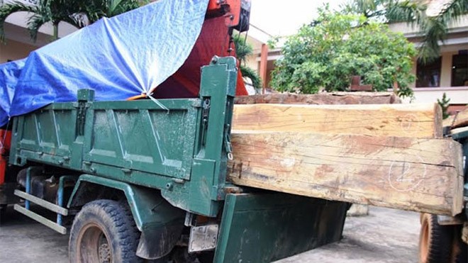 Hạt trưởng Kiểm lâm 'dính' gỗ lậu Ảnh minh họa