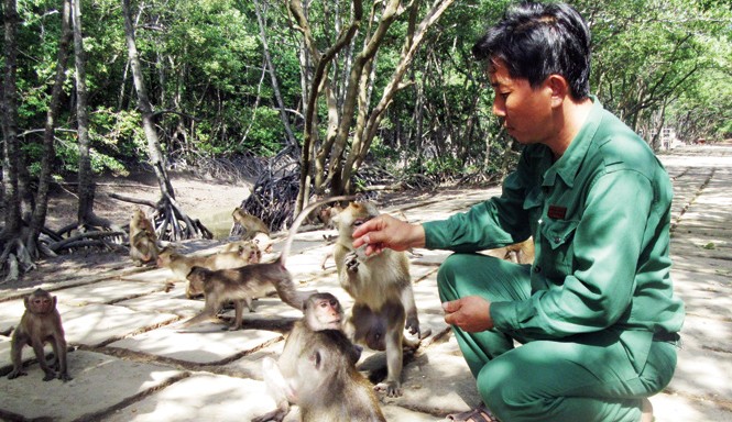 Vương quốc Khỉ ven đô Ðàn khỉ Cần Giờ.