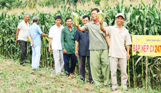 SSC - Một thương hiệu vàng Các giống ngô ngọt và ngô lai của SSC được bà con nông dân sử dụng rộng rãi.