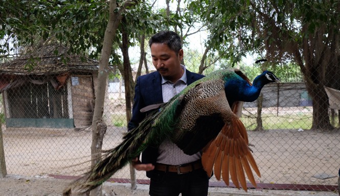 Độc đáo vườn chim quý giữa Hà thành Anh Trần Nhữ Giáp bên một chú công trong “Vườn chim Việt”.