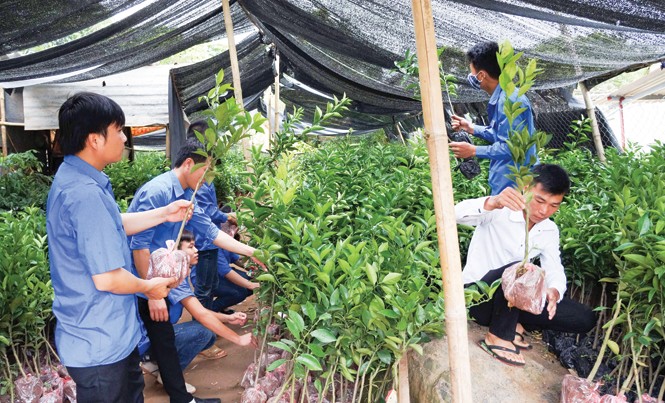 Khi thủ lĩnh Đoàn làm giám đốc Giám đốc HTX Dũng Phong Bùi Văn Tươi (bìa trái) cùng thanh niên tại vườn ươm các giống cây quý cung ứng cho bà con nông dân. Ảnh: Thanh Hà.