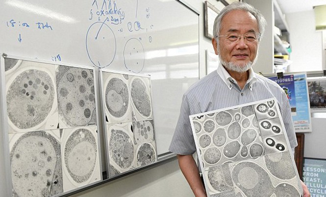 Khám phá tế bào tự ăn, người Nhật nhận Nobel Y học GS Yoshinori Ohsumi - chủ nhân giải Nobel Y học 2016. Ảnh: AP.