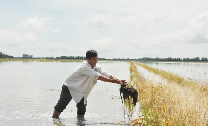 Tỷ phú trên “Cánh đồng chó ngáp“ Ông Khanh ngoài đồng.