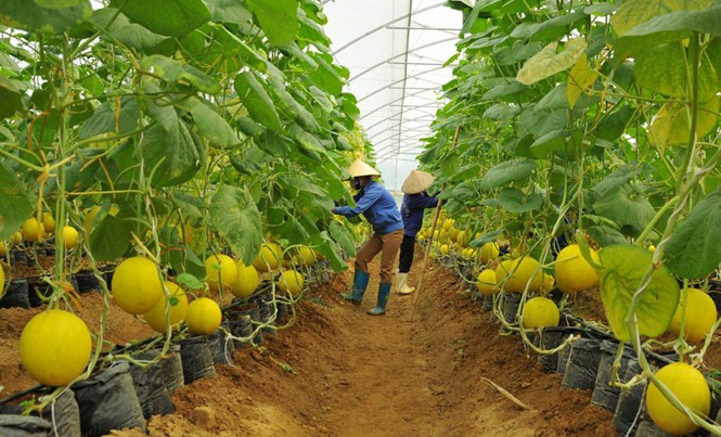 Công nghệ cao thúc đẩy nông nghiệp sạch Mô hình sản xuất cây giống của anh Nguyễn Văn Đề.