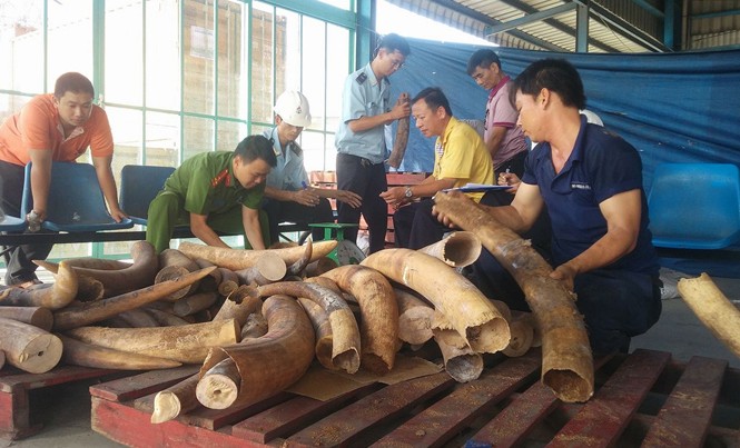 Bóc mẽ mánh khóe buôn lậu ngà voi Trong 2 tháng, lực lượng chức năng phát hiện hơn 5 tấn ngà voi nhập lậu.