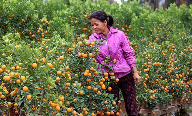 Quất thất bát, đào chờ trời Quất Từ Liêm. Ảnh: Như Ý.