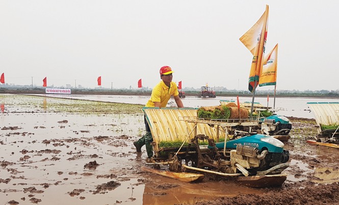 Điều chỉnh luật để yên tâm “xé rào” Cánh đồng lớn thuận lợi cho việc áp dụng máy móc, thiết bị hiện đại. Ảnh: Hoàng Long.