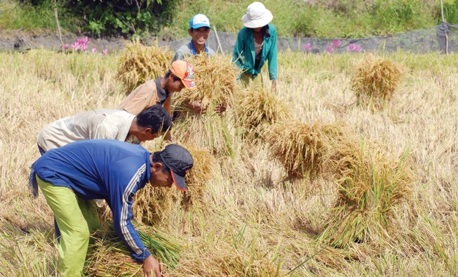 Cải tổ Hiệp hội Lương thực Việt Nam để “giải cứu” lúa gạo Các DN, chuyên gia đề nghị cải tổ VFA để “giải cứu” ngành lúa gạo. Ảnh: Phương Chăm.