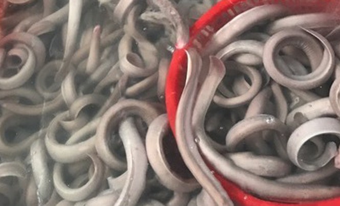 Lươn “đáp” phi cơ xuất ngoại Lươn biển được nuôi sống để xuất khẩu. Ảnh: Thanh Trần.