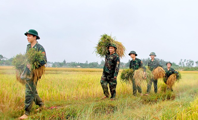 Dấu ấn đoàn viên quân hàm xanh ĐVTN biên phòng Quảng Ninh giúp nhân dân địa phương gặt lúa.