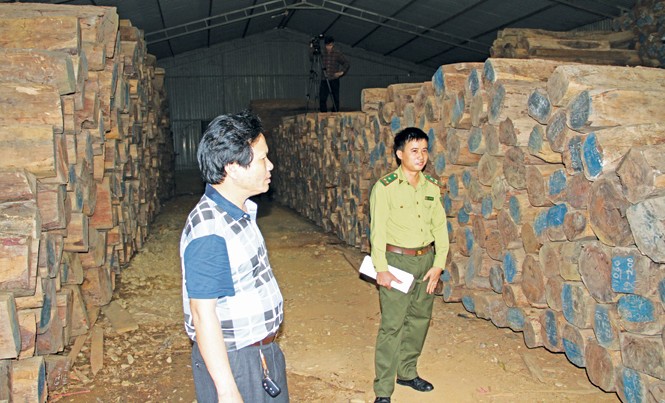 Gỗ tồn kho vì giấy phép mới Hàng nghìn khối gỗ trắc, cẩm lai, hương được các doanh nghiệp ở Hương Khê nhập về hợp pháp muốn bán ra phải có thêm giấy phép Cites.