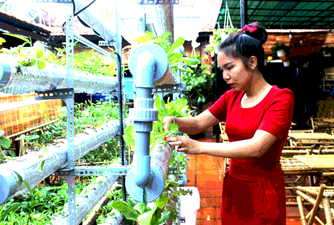 Cà phê...rau Chị Vương Thị Hoan bên giàn rau trồng theo mô hình thủy canh.