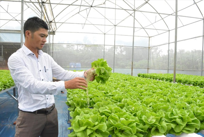 Trồng rau thủy canh làm giàu Anh Phan Nguyên Bic chia sẻ kinh nghiệm trồng rau thủy canh. Ảnh: N.T.