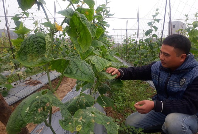 Giám đốc 'chân đất' và kỷ lục hơn 30 lần hiến máu Anh Trần Mạnh Quảng kiểm tra sự phát triển cây trồng ở trang trại.