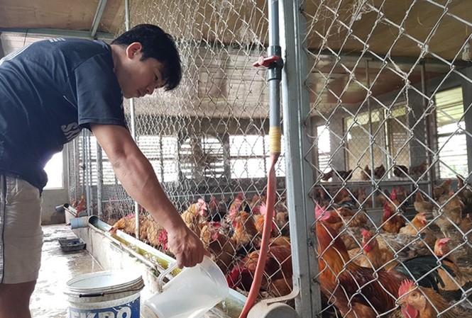Xây nhà lầu cho... gà Đầu tư xây nhà lầu giúp gà “tránh lũ”, anh Quang có thu nhập 200 - 300 triệu đồng mỗi năm. Ảnh: H. Văn.