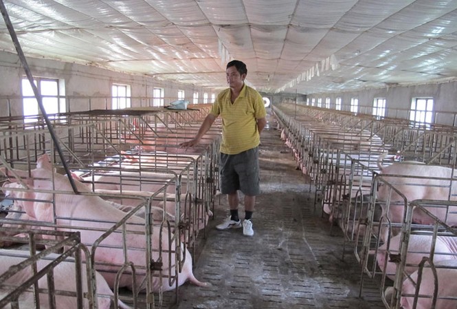 Giá lợn tăng bất thường: Nguy cơ lợn Trung Quốc tràn vào Việt Nam Cục Chăn nuôi khuyến cáo, dù giá lợn hơi đang lên song người dân cũng nên tính toán, tránh vào đàn ồ ạt.