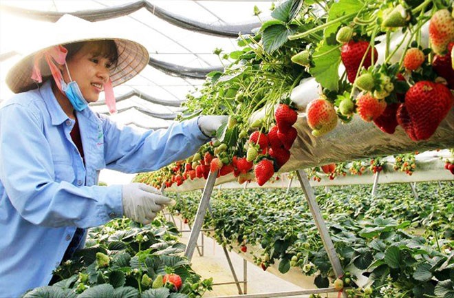 Tháo 'điểm nghẽn' để hút đầu tư vào nông nghiệp Trang trại dâu doanh thu nhiều tỷ đồng mỗi ha của Cty TNHH Hoa Thắng Thịnh.