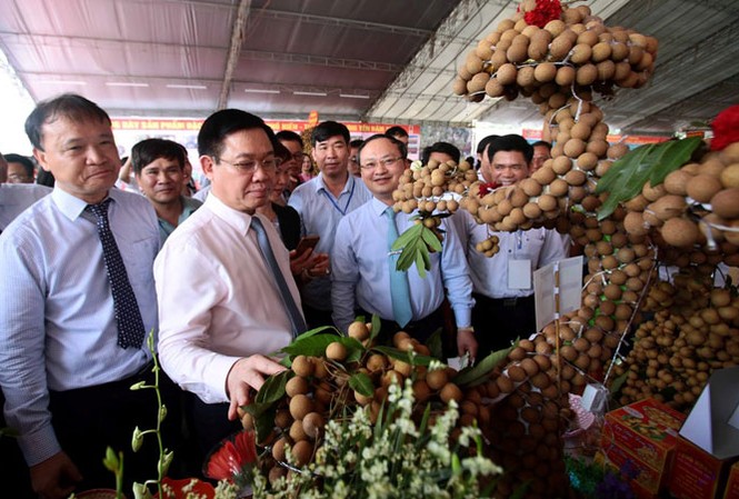 Xử nghiêm những thông tin sai về nông sản Nhãn lồng từ xưa đã là sản vật tiến vua. Ảnh: TC.