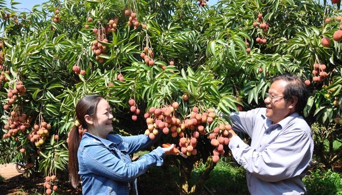 Mật ngọt vải thiều trên đất Tây Nguyên Ông Quốc hướng dẫn người thu mua cách cắt vải.