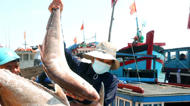 Hải sản miền Trung: Lại điệp khúc được mùa, rớt giá Ngư dân miền Trung được mùa nhưng rớt giá. Ảnh: NC