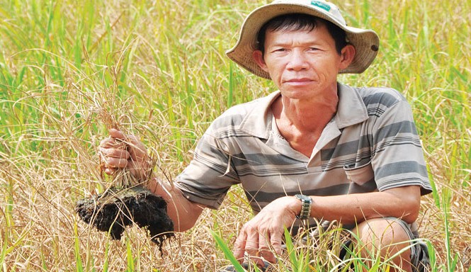 ĐBSCL cần 4 tỷ USD chống hạn và mặn Ông Phan Thành Nai ở ấp Hòa Lạc, xã Hòa Điền (Kiên Lương, Kiên Giang) với 7 ha lúa bị chết do mặn xâm nhập khi mới làm đòng Ảnh: Hòa Hội