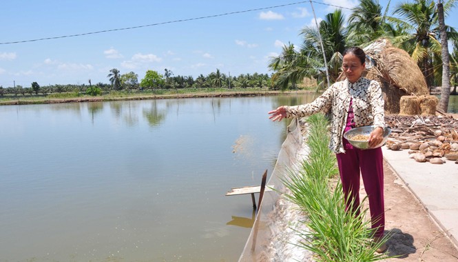 Mong nước mặn để… làm giàu Bà Nguyễn Thị Bích Vân cho tôm ăn. Ảnh: Hòa Hội