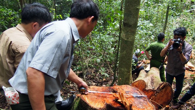 Liên tiếp các vụ chống người thi hành công vụ tại Lâm Đồng Cơ quan chức năng xác định trữ lượng cây cổ thụ vừa bị cưa hạ