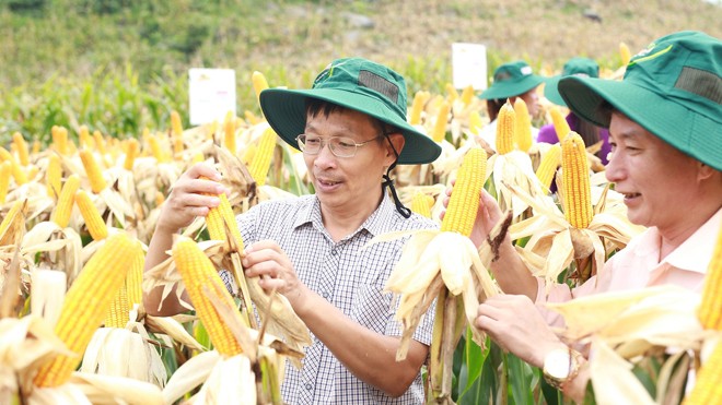 Thực phẩm biến đổi gen: Nhiều người ăn mà không biết Nhiều giống ngô biến đổi gen đã được cấp phép trồng trên diện rộng. Ảnh: Vinh Đào