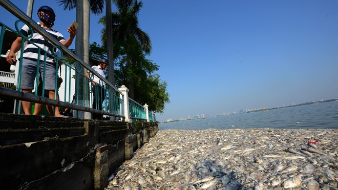 'Giải cứu' Hồ Tây Cá chết chưa từng có ở hồ Tây trong những ngày cuối tháng 9 đầu tháng 10/2016. Ảnh: Như Ý