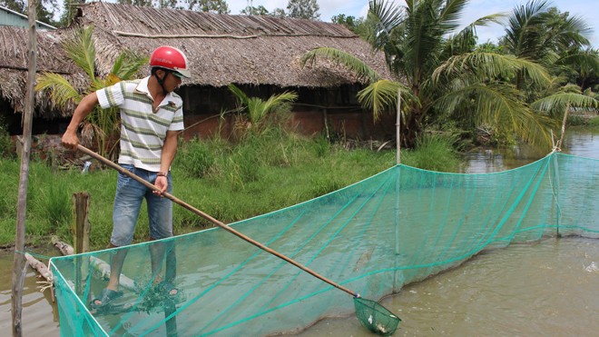 Nước kênh đổi màu, cá chết ở Sóc Trăng Người dân xã Thạnh Trị vớt cá chết.
