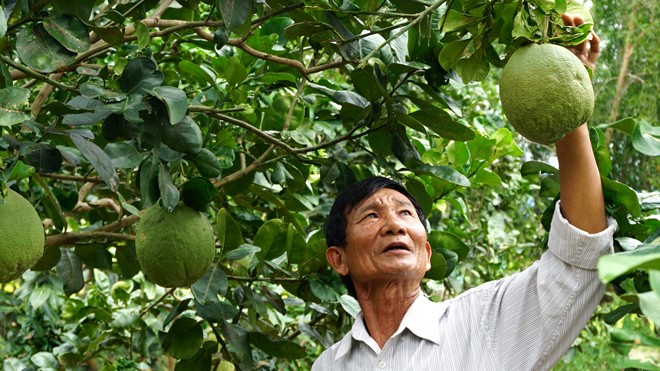 Thạc sĩ luật tuổi 70 tự bạch Ông Lương Tuyển trong vườn bưởi da xanh ở trang trại của ông.