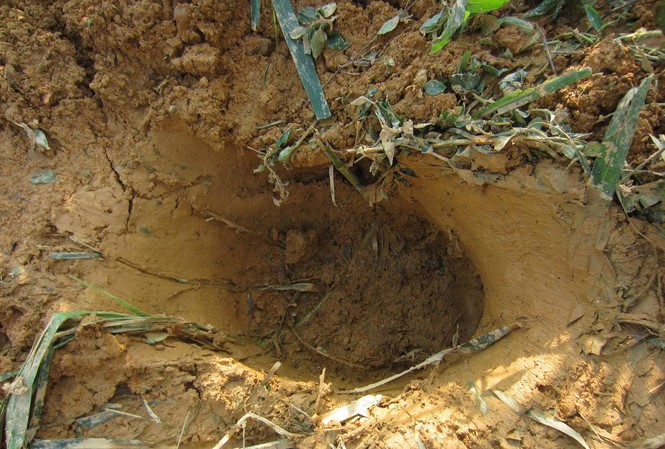 Voi phá hoa màu, dân đốt lửa đuổi về rừng Dấu chân voi