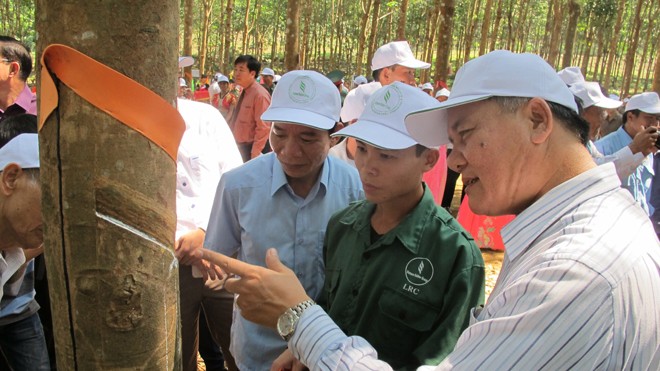 Nông dân góp đất làm công nhân Hướng dẫn, đánh giá chất lượng mủ cao su.
