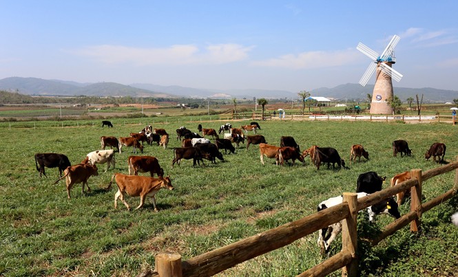 Kỳ công nuôi bò sữa organic Bò sữa organic ở Lâm Đồng