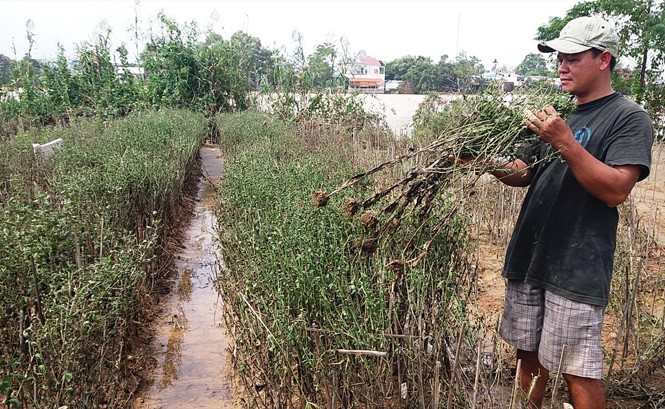 Tan nát những làng hoa Tết Nông dân xã Phú Mậu (Phú Vang, TT-Huế) rầu rĩ bên ruộng hoa bị mất trắng, thối rũ do ngập lũ.