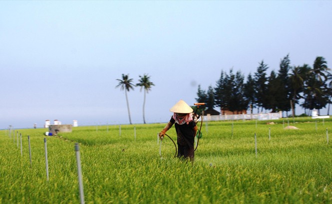 Đưa tỏi Nhật vào trồng ở Lý Sơn, vì sao? Vùng trồng tỏi ở Lý Sơn.