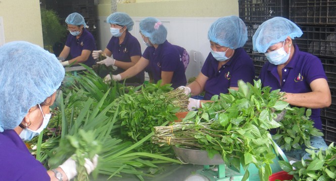 Đi tìm nguồn nông sản sạch cho 10 triệu dân Sài Gòn Sơ chế rau VietGap tại HTX Phước Thịnh (Long An).