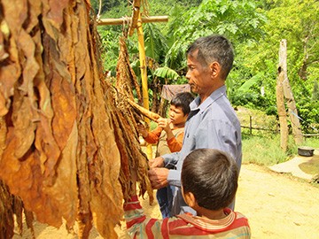 Ông Rôm người rừng Ông Rôm cùng 2 đứa cháu ngoại của mình hong thuốc lá, thuốc lá ở thung lũng K- Ruông nổi tiếng khắp vùng và bán rất được giá. Đây là thứ hàng hóa chủ yếu để vợ chồng ông Rôm mang đi đổi những thứ còn thiếu khi đi ra ngoài. Ảnh: Hải lâm