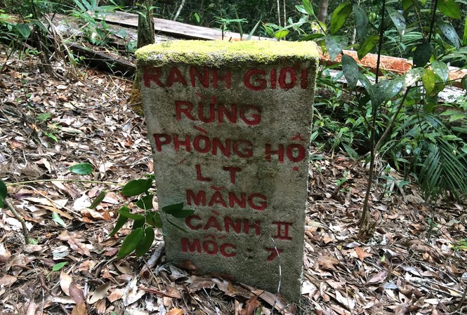 Choáng váng, lâm tặc băm nát rừng Kon Plong: Chốt bảo vệ có cũng như không Cách mốc “Ranh giới rừng phòng hộ lâm trường Măng Cành II” 5 mét là một cây hồng tùng bị cắt hạ