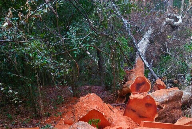 Đắk Lắk: Táo tợn phá rừng Vườn Quốc Gia trên vành đai biên giới Hiện trường đầy những gốc cà te cổ thụ đã bị cưa lấy mất phần thân