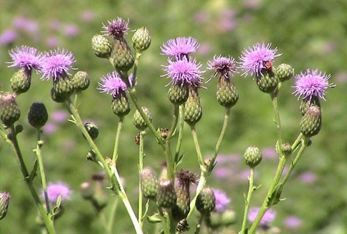 Phát hiện loài cỏ nguy hiểm trong lúa mì nhập khẩu vào Việt Nam Cây cỏ kế đồng. Ảnh: Invasive.org.