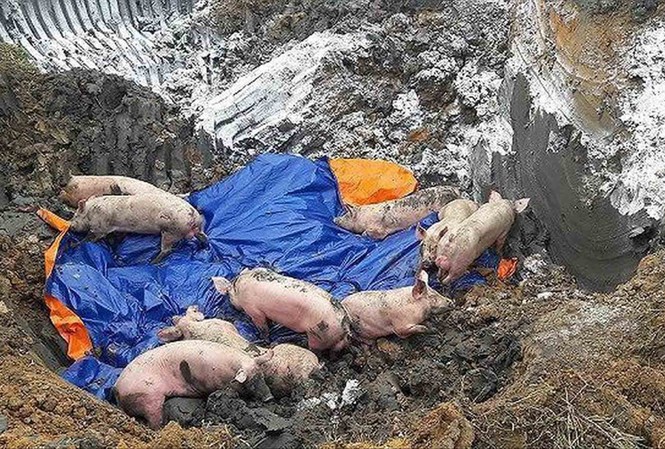Liên tiếp xuất hiện các ổ dịch tả lợn châu Phi Tiêu hủy lợn bệnh