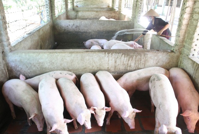 'Xử lý nghiêm ông nào găm hàng, thổi giá thịt lợn' Thủ tướng yêu cầu xử lý những trường hợp cố tình găm hàng, thổi giá thịt lợn. Ảnh: Hồng Vĩnh
