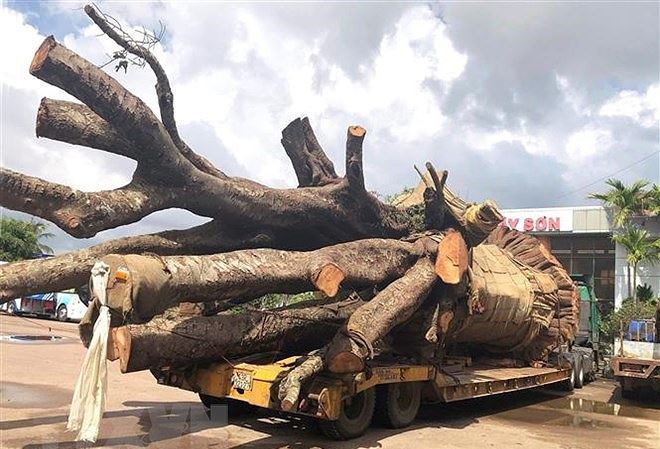 Xử phạt 12,5 triệu xe đầu kéo chở cây 'siêu khủng' Chiếc xe chở cây “siêu khủng” bị lực lượng CSGT tạm giữ vì không có giấy phép lưu hành đặc biệt. Ảnh: TTXVN