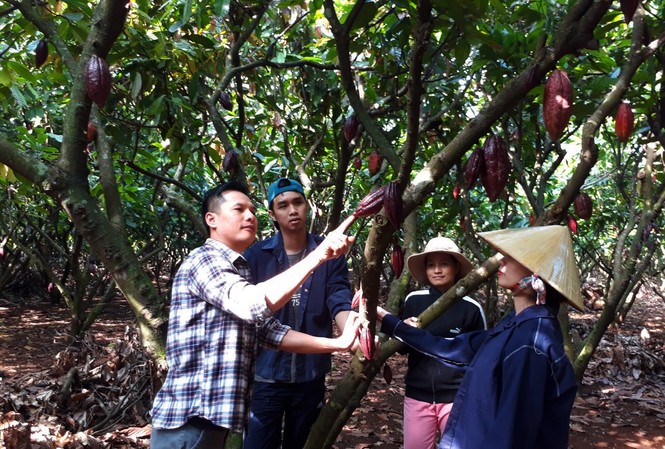 Trương Ngọc Quang hướng dẫn nông dân chăm sóc cacao.  Ảnh: H.T.N